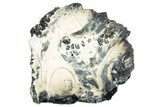 Mammoth Molar Slice With Case - South Carolina #291052-1